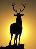 reindeer at sunset