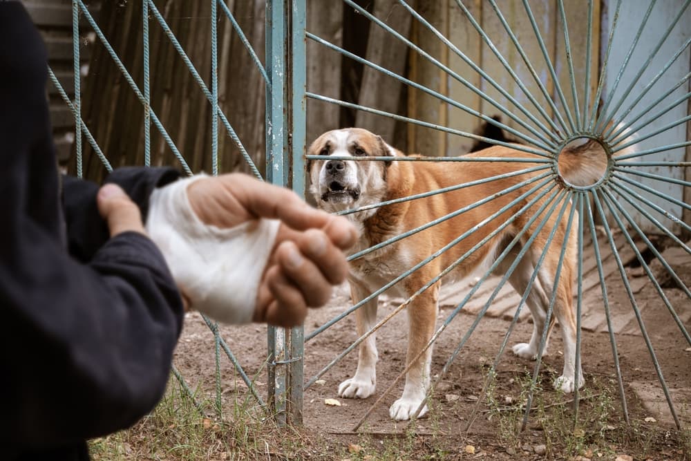 A concept image illustrating a male Alabai dog biting a man's hand, followed by a visual of the hand being bandaged.