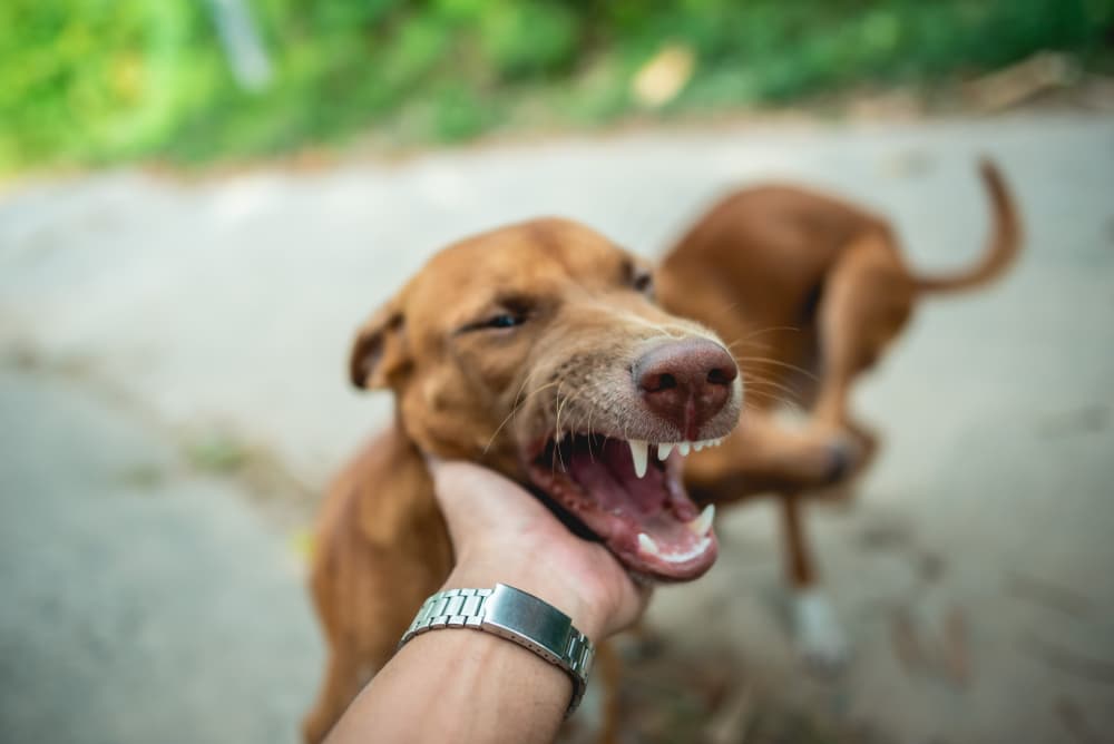 A close-up of a brown dog, poised to bite a hand, emphasizing the dog's mouth and potential danger.